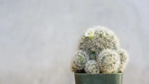 Close up of succulent cactus on a gray background. Foto stock