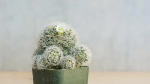 Close up of succulent cactus on a gray background. Stock Photos