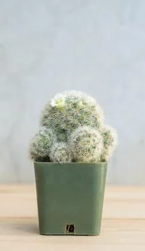 Close up of succulent cactus on a gray background. Stock Photos
