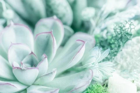 The close-up of succulent composition plants pale pastel teal turquoise colou Stock Photos