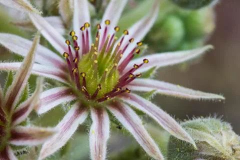 Close up of Succulent Flower Stock Photos