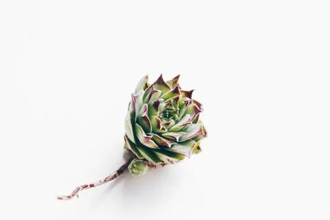 Close up of succulent flower with ? root Stock Photos