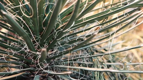 Close-up of succulent Stock Footage 106253918