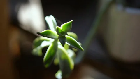 Close Up Succulent Video stock 121586425