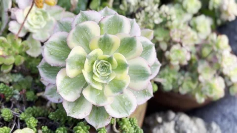 Close up Succulent footage Vidéo 240685081