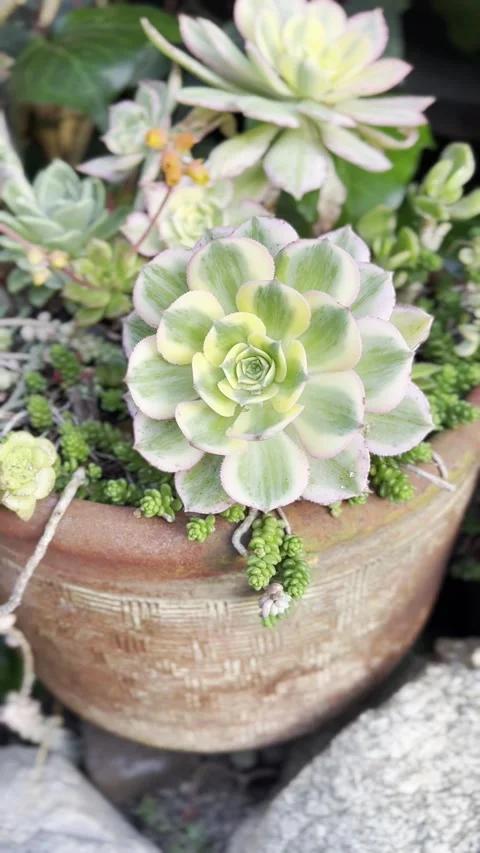 Close up Succulent footage 動画素材 240685124