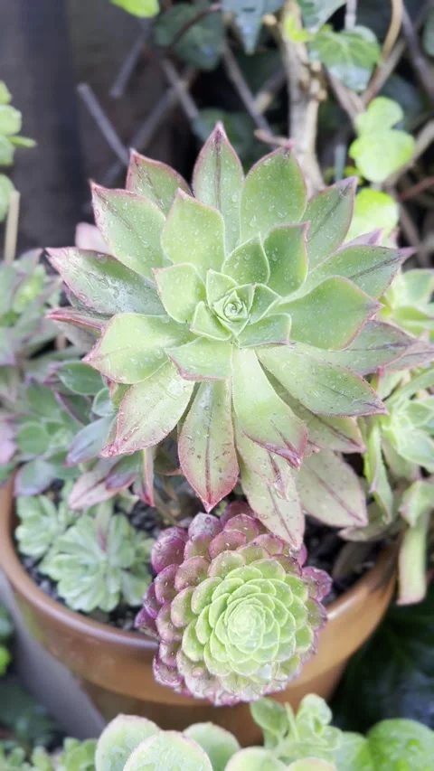 Close up Succulent footage Vídeo Stock 240685125