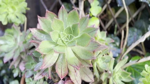 Close up Succulent footage Vídeo Stock 240685126