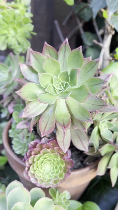 Close up Succulent footage Vídeo Stock 240685159