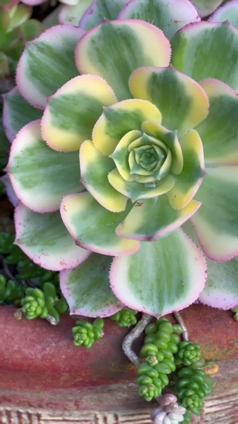 Close up Succulent footage 库存影片 240685176