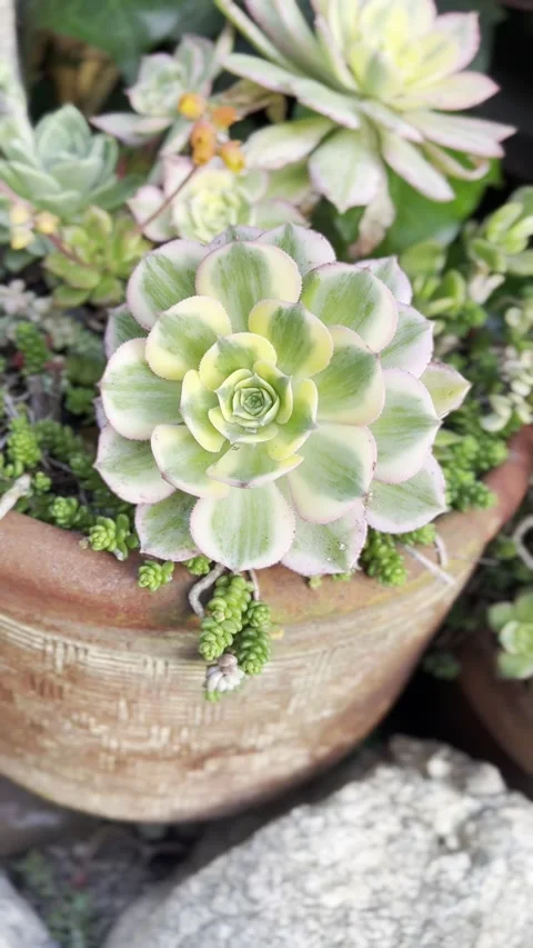 Close up Succulent footage Stock-Footage 240685214