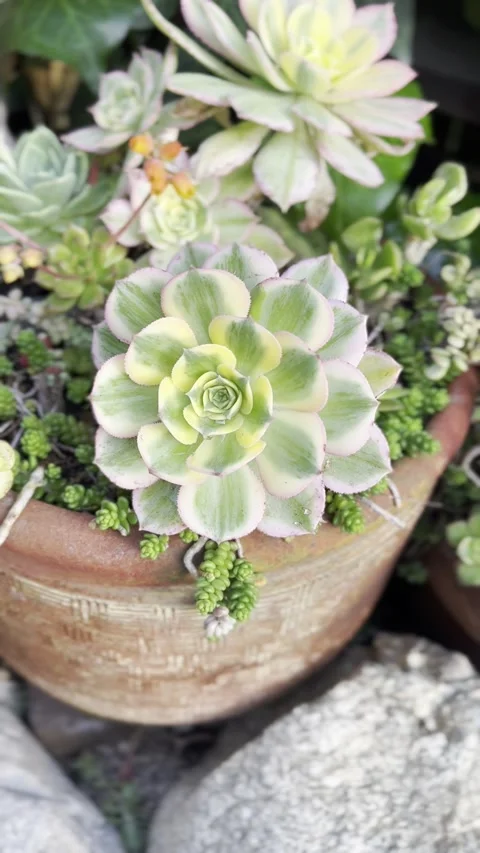 Close up Succulent footage Vidéo 240685239