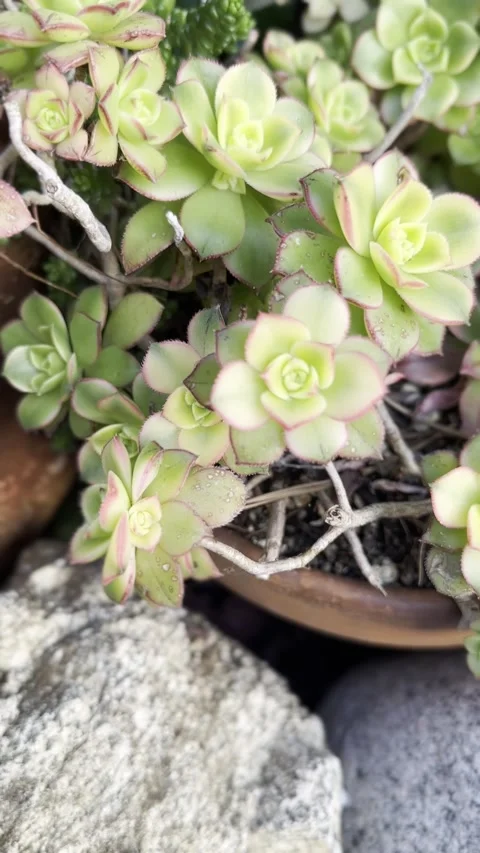 Close up Succulent footage Stock-Footage 240685274