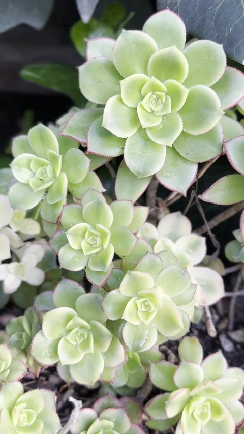 Close up Succulent footage Vidéo 240685311