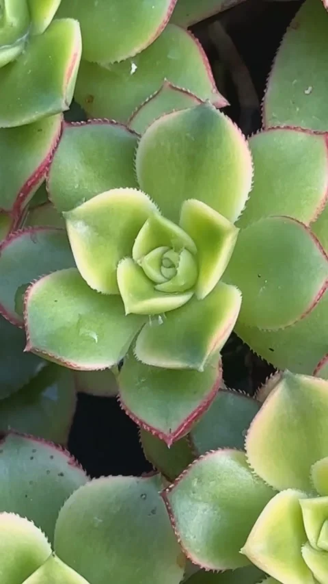 Close up Succulent footage 動画素材 240685561