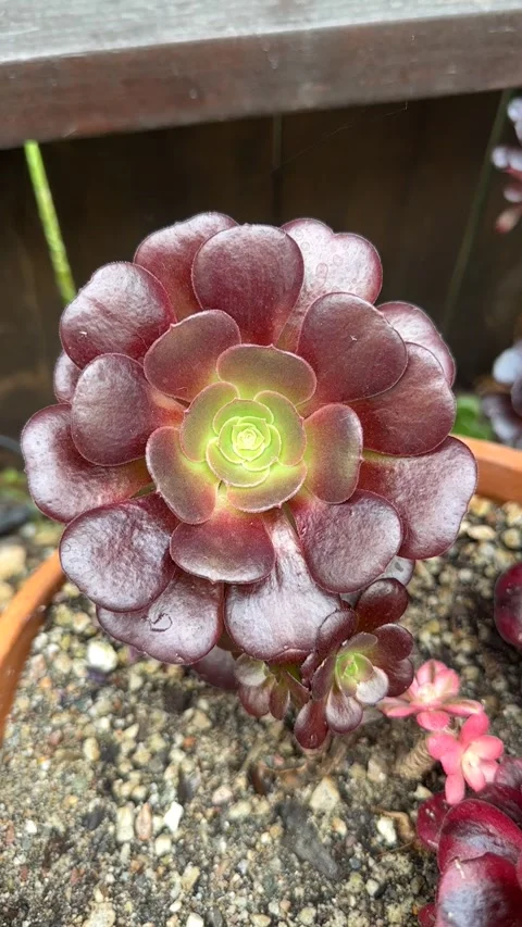 Close up Succulent footage Vídeo Stock 240947264
