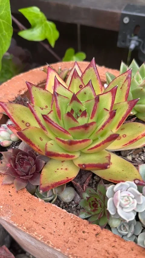Close up Succulent footage 스톡 동영상 240947265