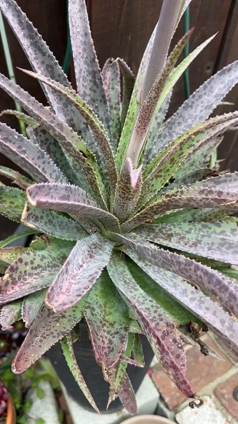 Close up Succulent footage Vídeo Stock 240947294