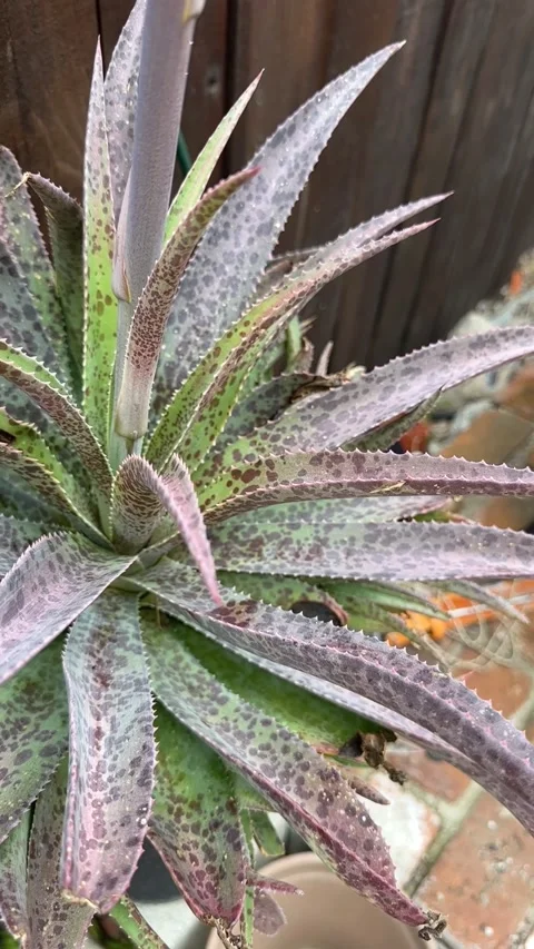 Close up Succulent footage Vídeo Stock 240947295