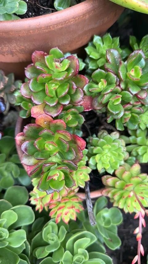 Close up Succulent footage Vidéo 240947305
