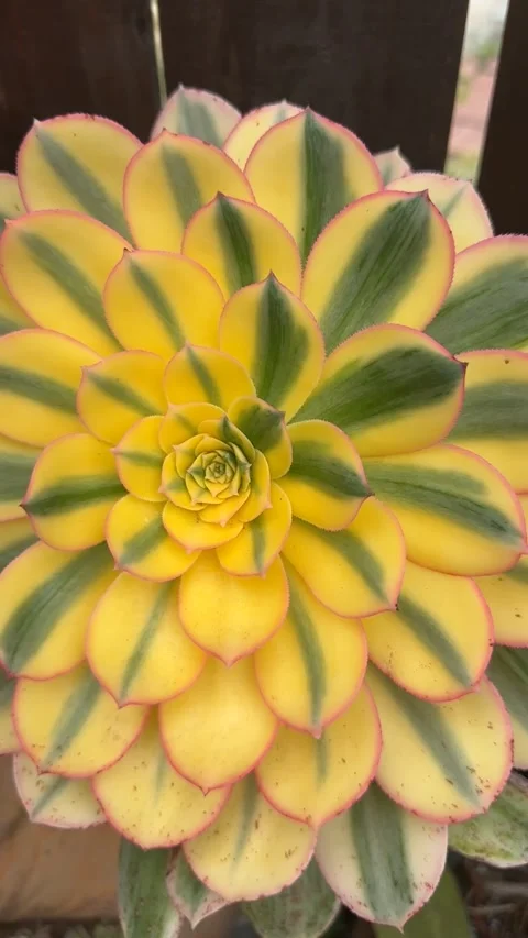 Close up Succulent footage Vídeo Stock 240947344