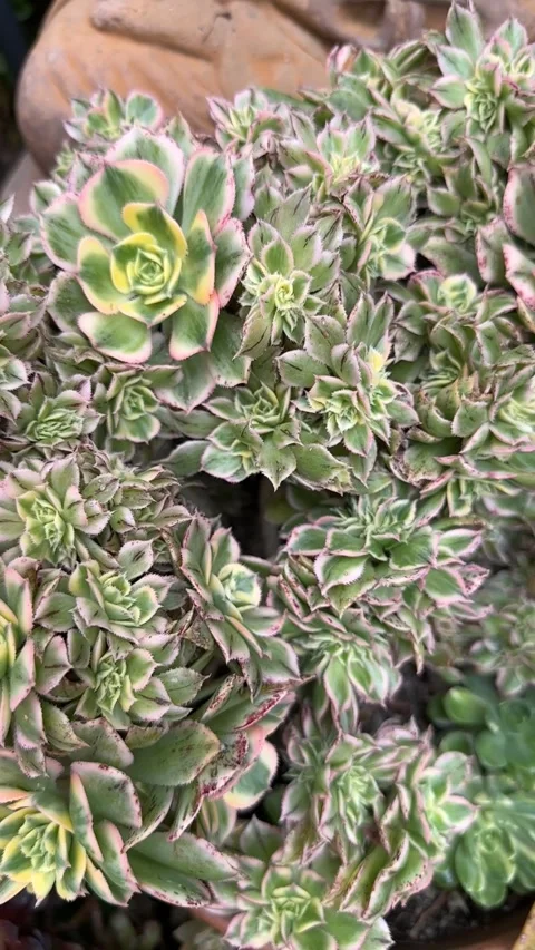 Close up Succulent footage Vídeo Stock 240947346