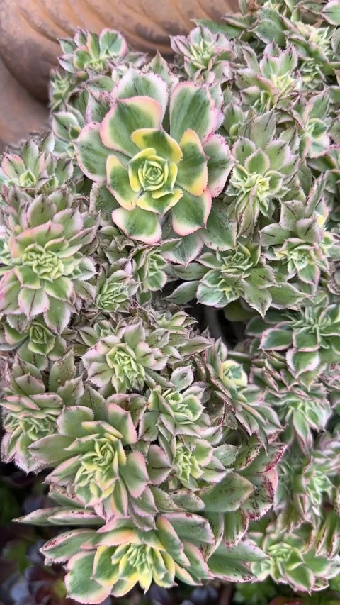Close up Succulent footage Vídeos de archivo 240947347