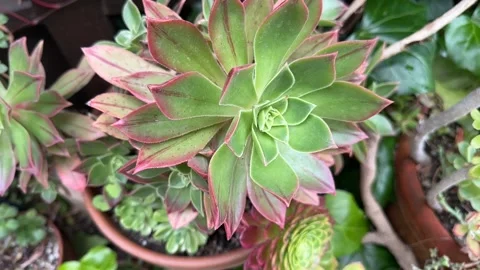 Close up Succulent footage Vídeo Stock 240947398