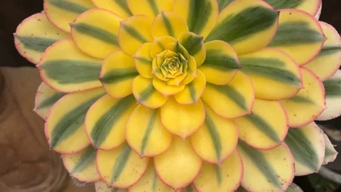 Close up Succulent footage Vídeo Stock 240947417