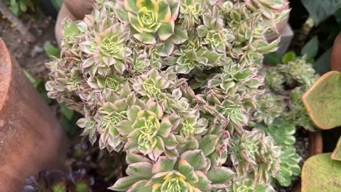 Close up Succulent footage Vidéo 240947434