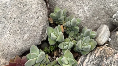 Close up Succulent footage 库存影片 240947441