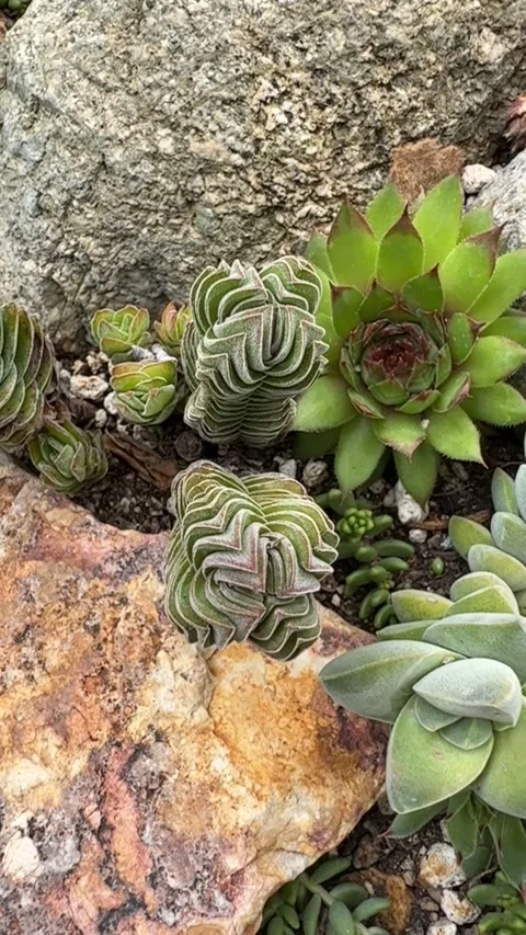 Close up Succulent footage Vídeo Stock 240947482