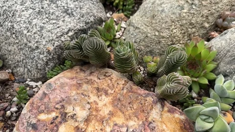 Close up Succulent footage Vídeo Stock 240947483