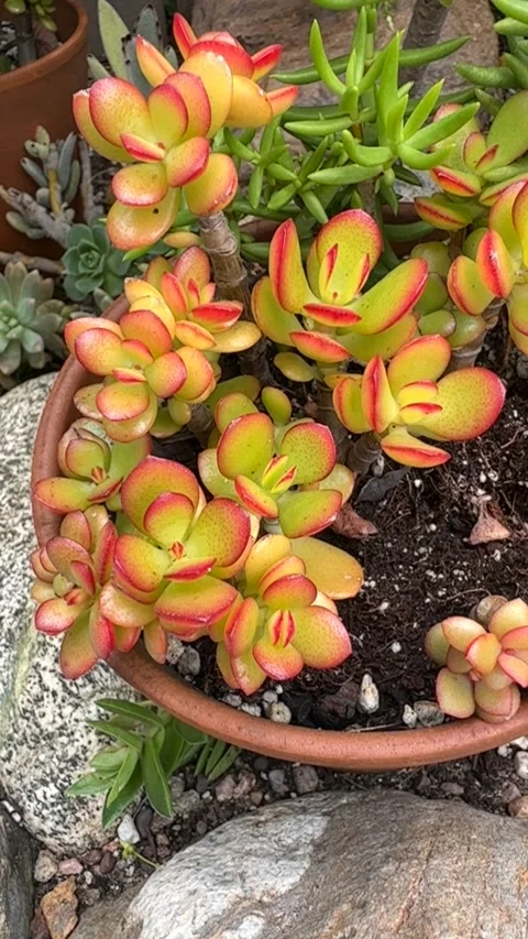 Close up Succulent footage Vídeo Stock 240947497