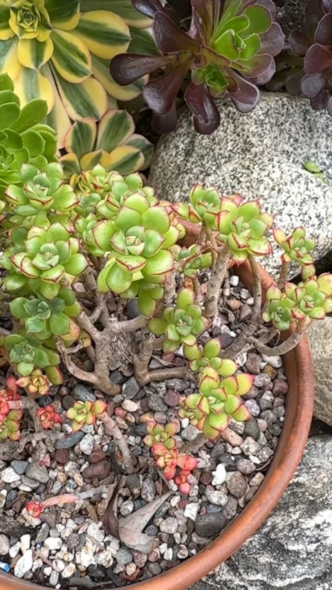 Close up Succulent footage 動画素材 240947525