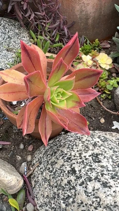 Close up Succulent footage 動画素材 240947533