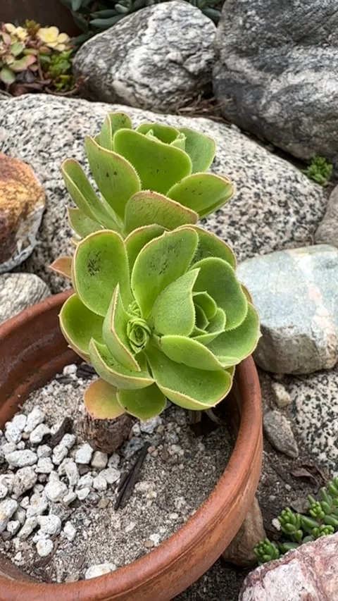 Close up Succulent footage Vidéo 240947540