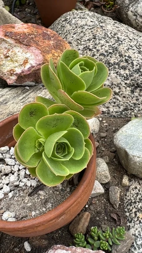 Close up Succulent footage Stock-Footage 240947541