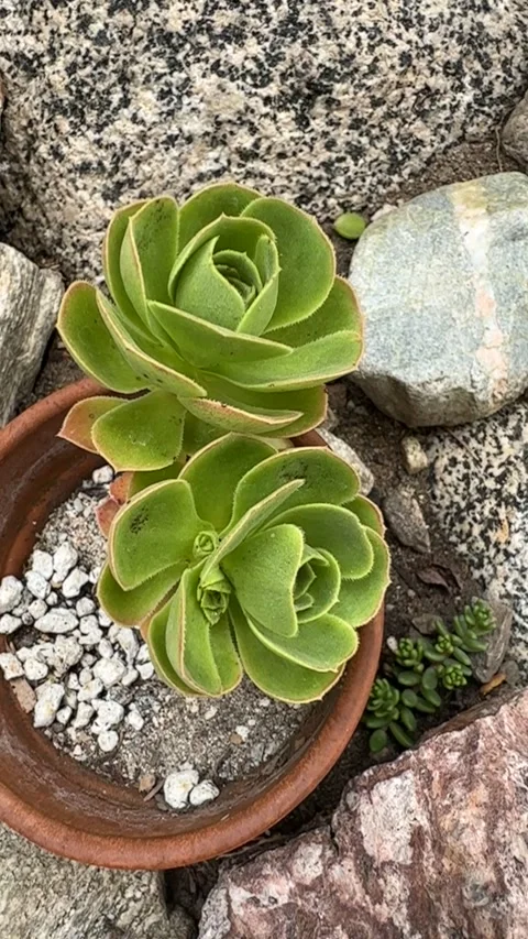 Close up Succulent footage Stock-Footage 240947551