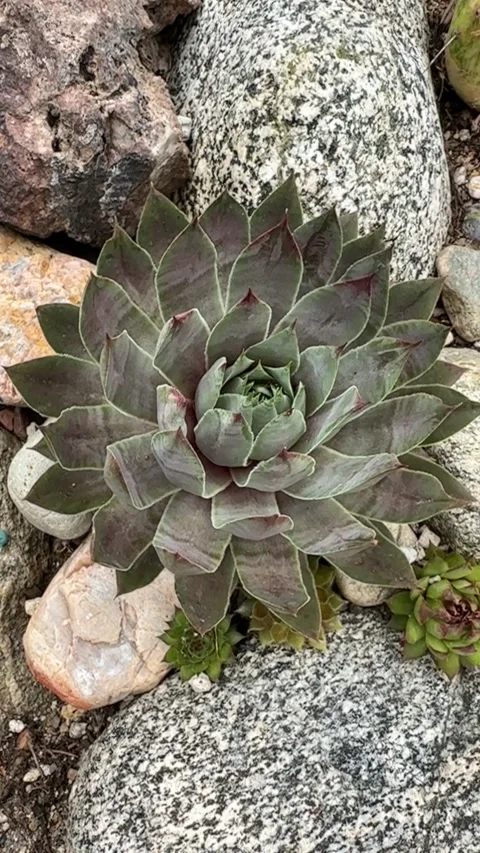 Close up Succulent footage Vídeo Stock 240947586