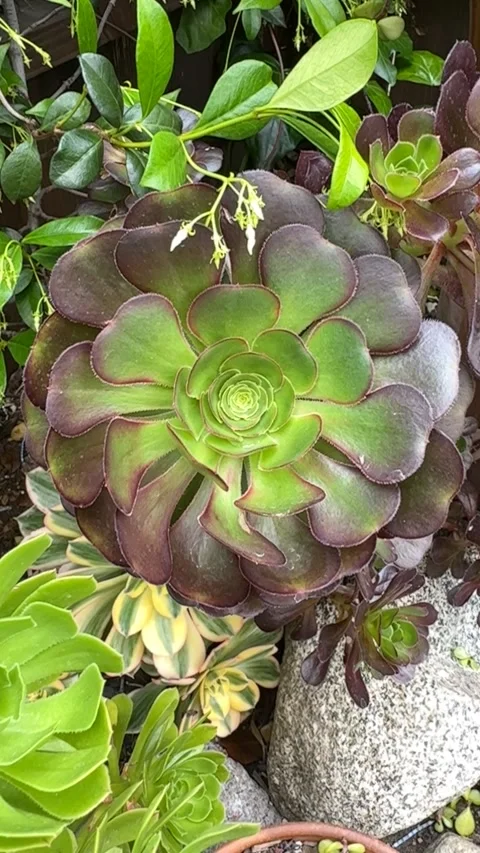 Close up Succulent footage Vídeo Stock 240947588