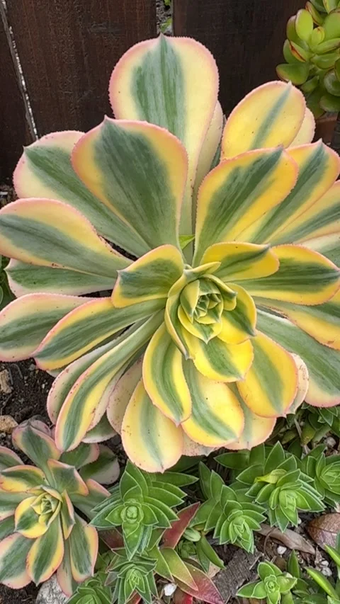 Close up Succulent footage Vídeo Stock 240947602