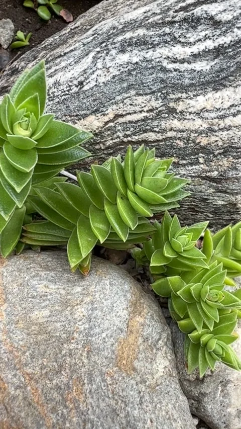 Close up Succulent footage 動画素材 240947616