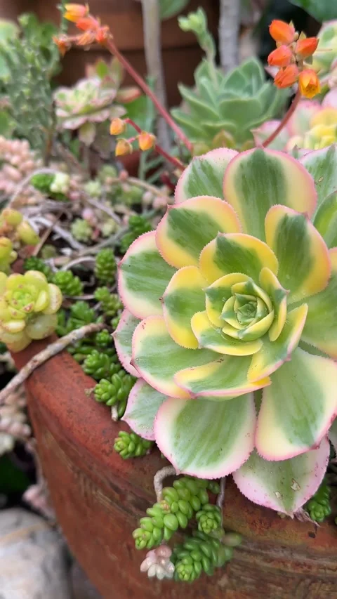 Close up Succulent footage Vídeo Stock 240947922