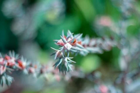 Close up succulent Foto stock