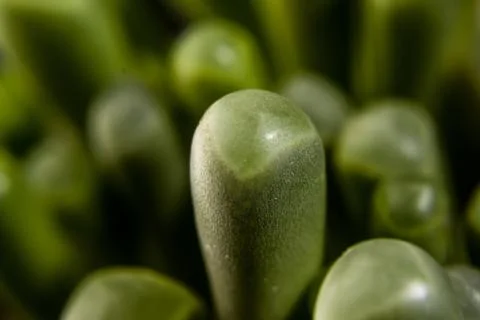 Close-Up Succulent Stock Photos