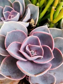 Close-up of a succulent Stock Photos