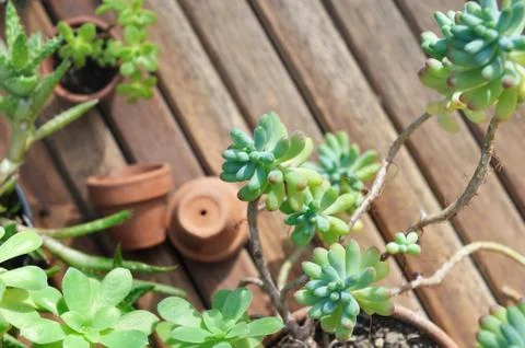 Close on succulent plant Foto stock