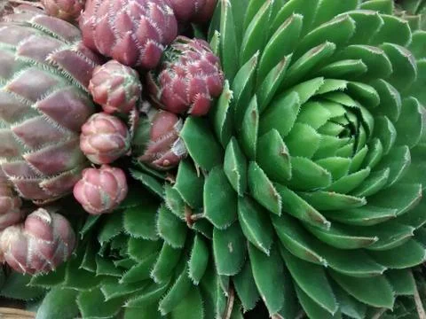 Close up of succulent plant. Stock Photos
