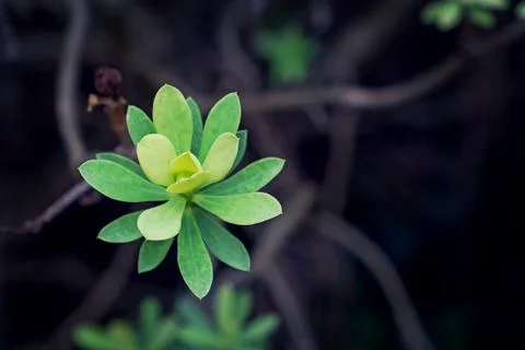 Close up of succulent plant, selective focus, toning Stock Photos